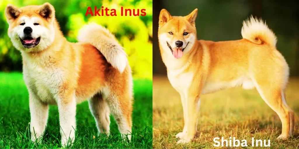  Are Akita Inus and Shiba Inus suitable for first-time dog owners?