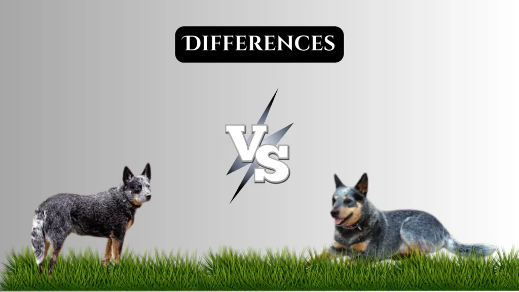 Australian Cattle Dog vs Blue Heeler Differences