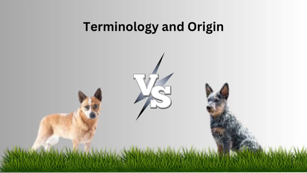 Australian Cattle Dog vs Blue Heeler Terminology and Origin 