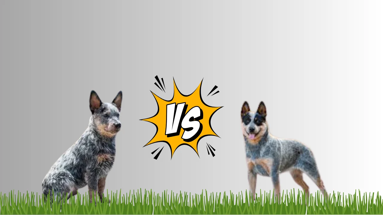 Australian Cattle Dog vs Blue Heeler