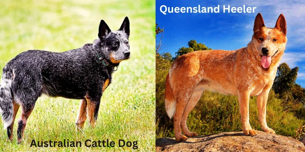 What are the monthly expenses for owning an Australian Cattle Dog (Queensland Heeler)?