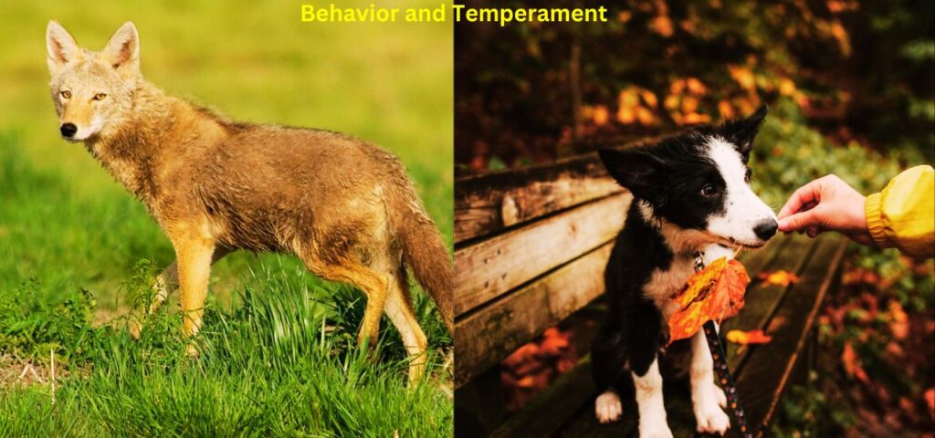 Behavior and Temperament