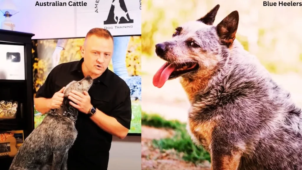 Can Australian Cattle Dogs and Blue Heelers live in apartments?