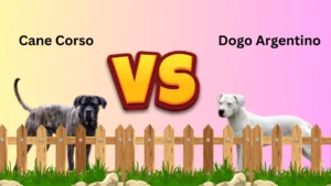 Cane Corso vs Dogo Argentino