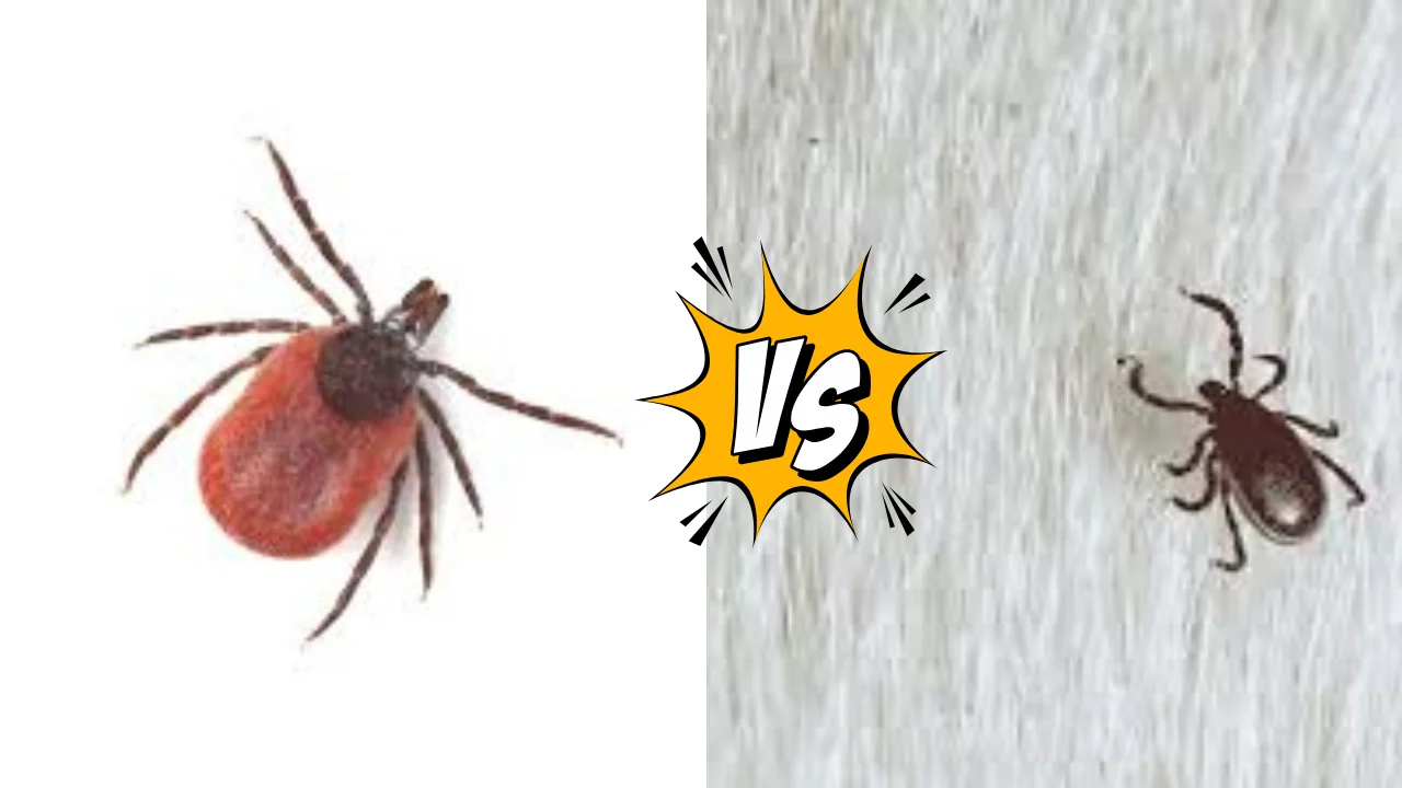 deer tick vs dog tick