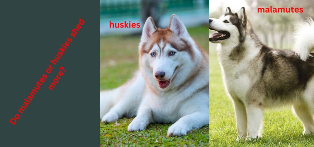 Do malamutes or huskies shed more?