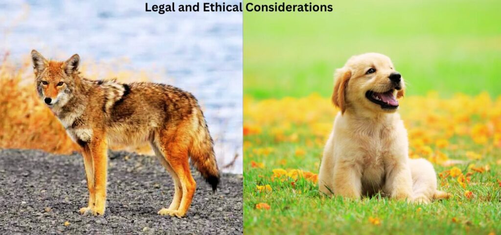 Legal and Ethical Considerations