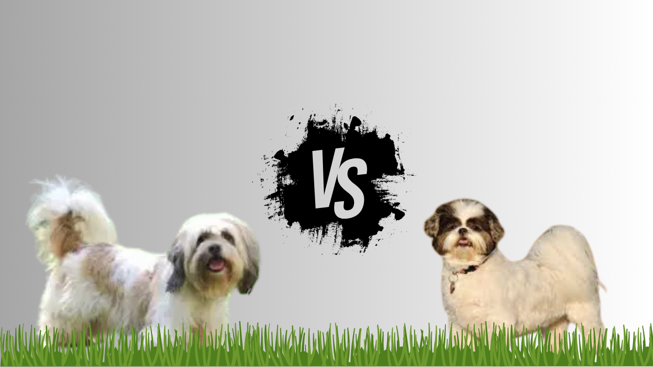 Lhasa Apso vs Shih Tzu Dogs