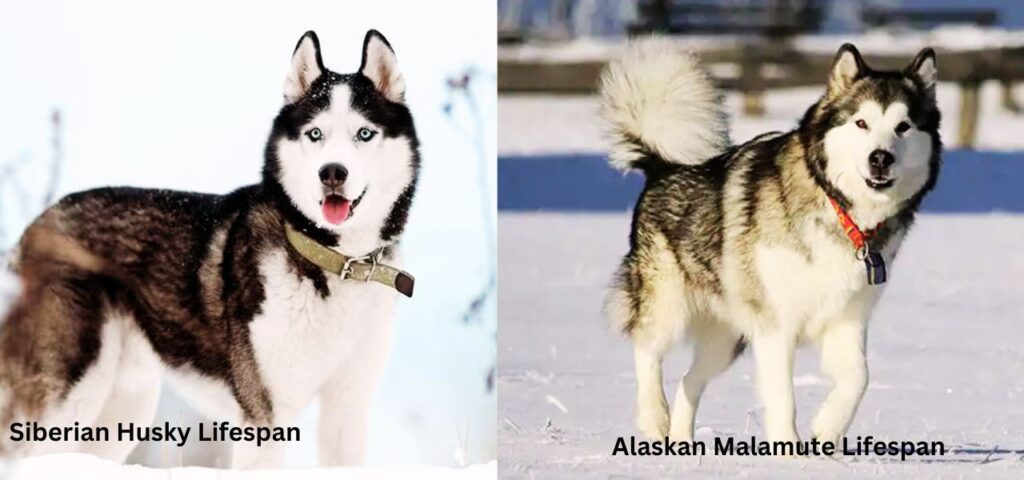 Lifespan of Malamute and Husky