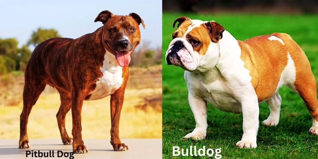 Pitbull Dog vs Bulldog Differences