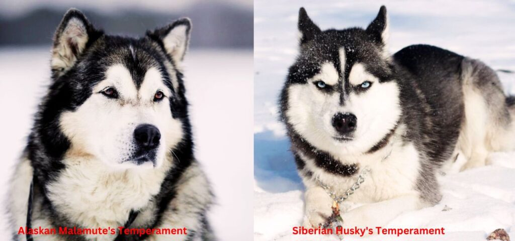 Siberian Husky's Temperament