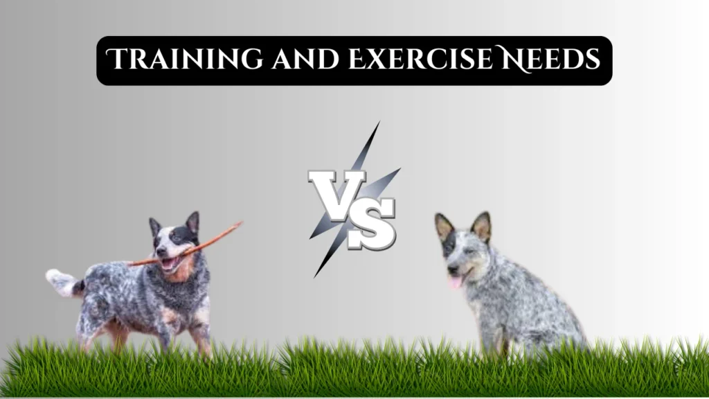 Training and Exercise Needs