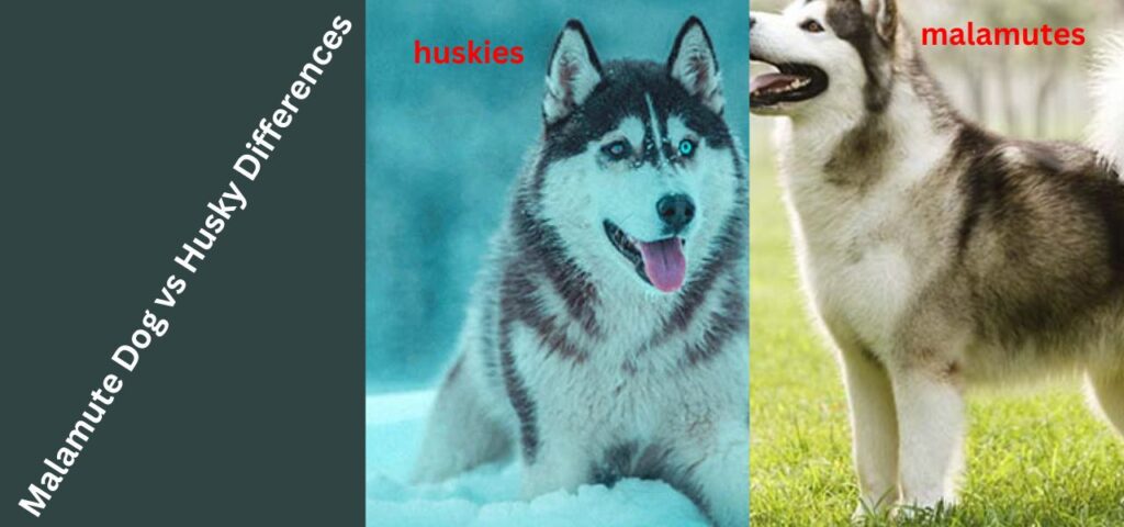 Malamute Dog vs Husky Differences