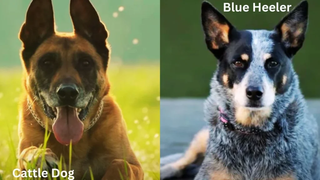 Cattle Dog vs Blue Heeler Differences