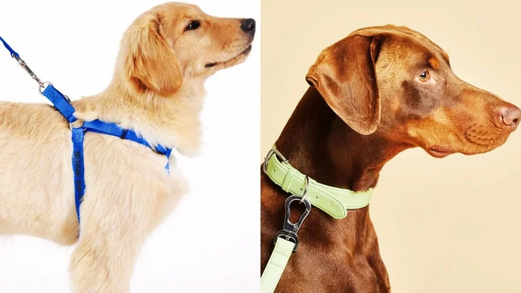 Dog Harness vs Collar