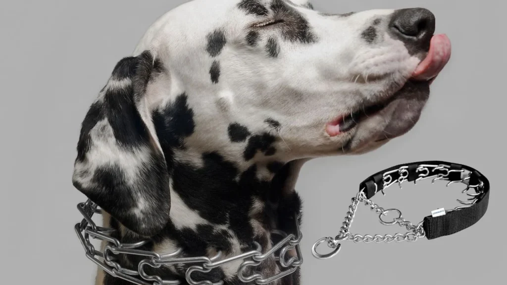 Choke Chains and Prong Collars