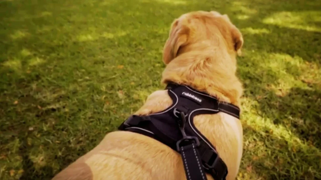 Dog Harnesses