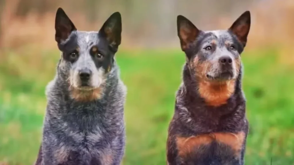 Development of the Australian Cattle Dog