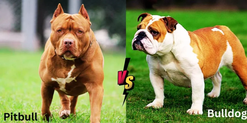 What is the monthly cost of owning a Pitbull vs Bulldog?