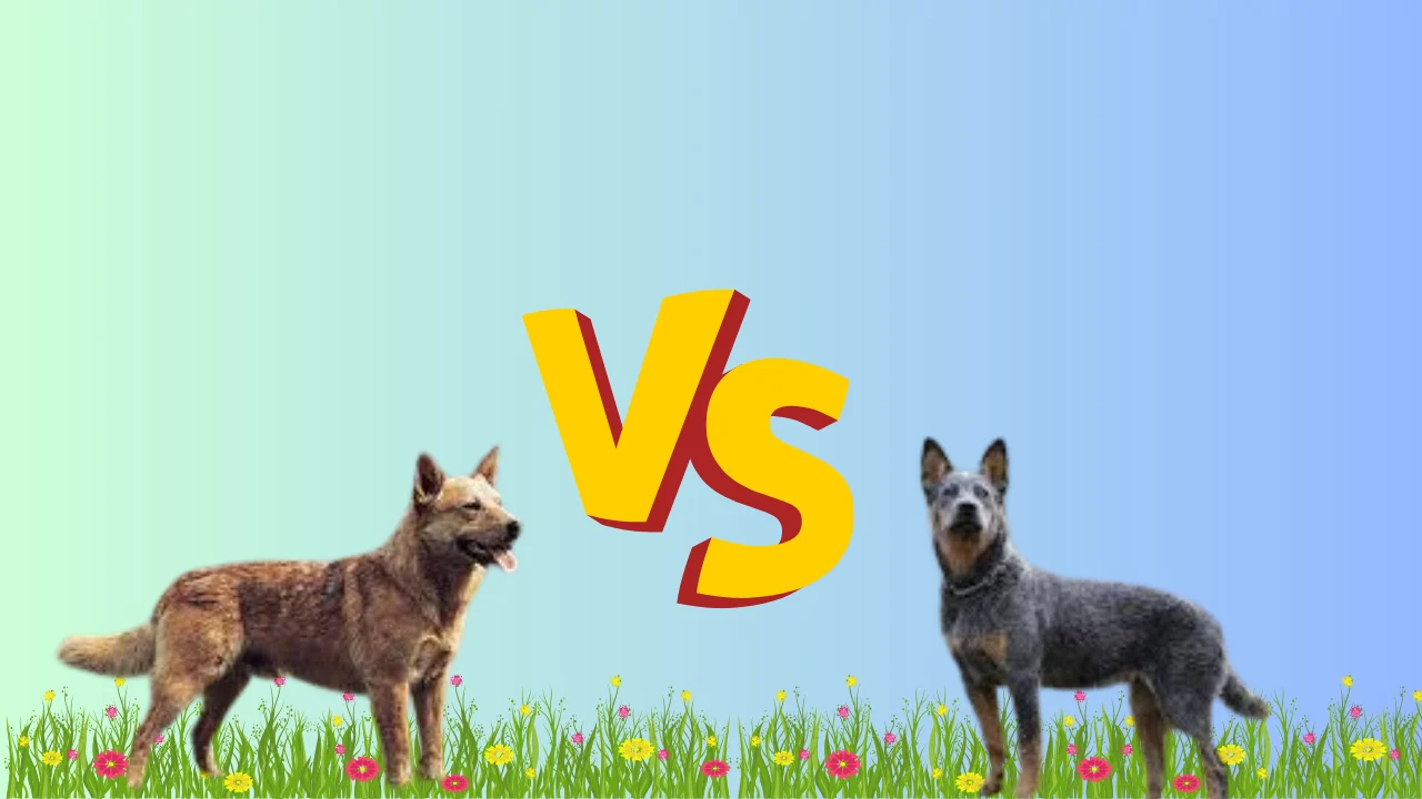 cattle dog vs blue heeler