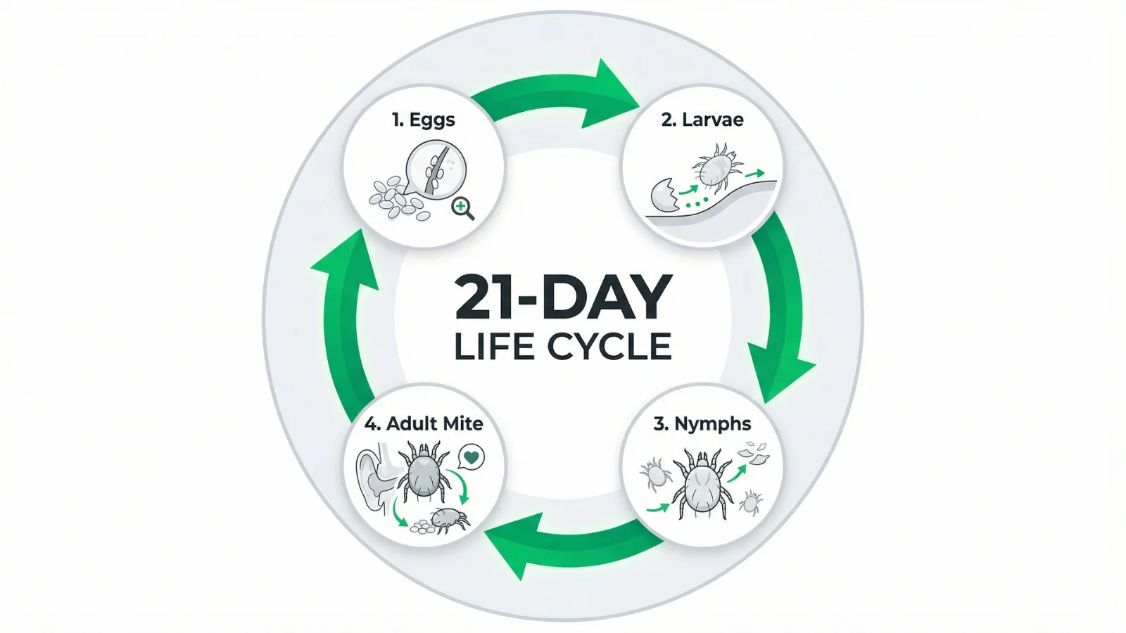 A circular infographic explaining the 21-day life cycle of dog ear mites through four stages: eggs, larvae, nymphs, and adults.