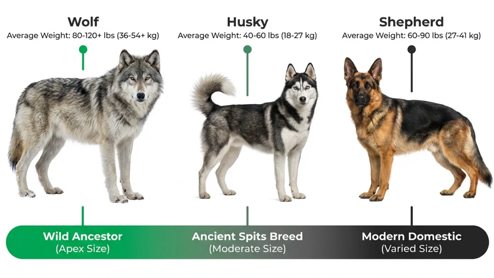 A visual evolutionary spectrum showing the wolf vs dog size comparison, featuring the average weight of a wild grey wolf, a Siberian Husky, and a German Shepherd.