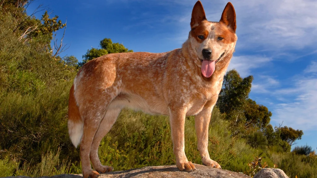 Queensland Heeler vs Australian Cattle Dog Differences: a red-coated Australian Cattle Dog standing alertly on a rock in the wild, showing muscular build and short coat.