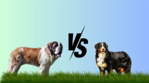 Saint Bernard vs Bernese Mountain Dog