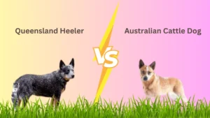 queensland heeler vs australian cattle dog