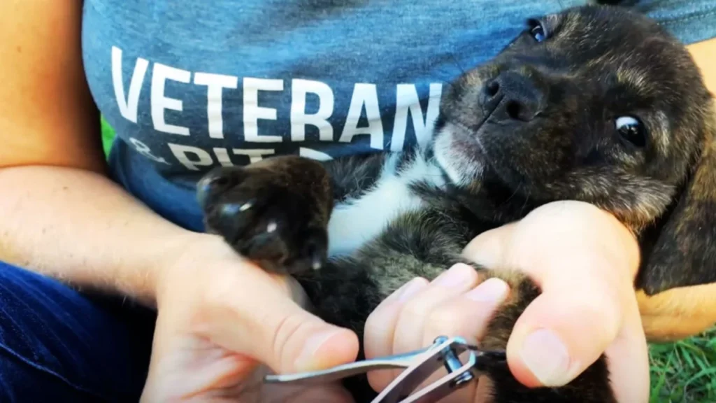 5 Big Risks of Using Human Nail Clippers on Dogs