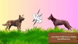 Australian Cattle Dog vs Kelpie: Key Differences