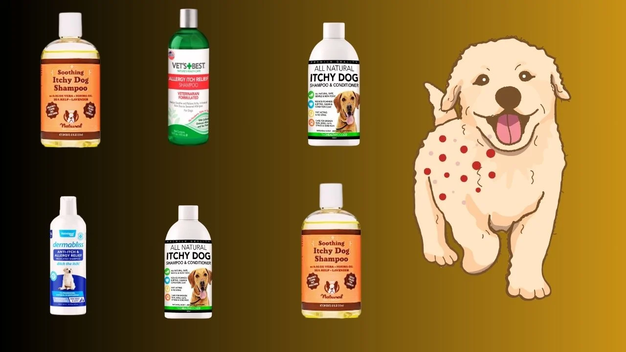 Best Shampoo for Dogs with Itchy Skin