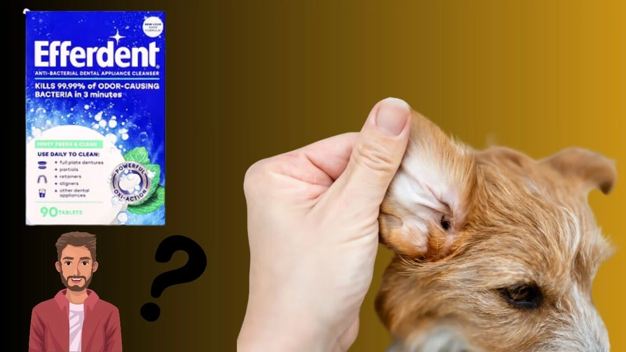 Can I Use Antibacterial Denture Cleanser to Clean Dogs’ Ears 4 Steps