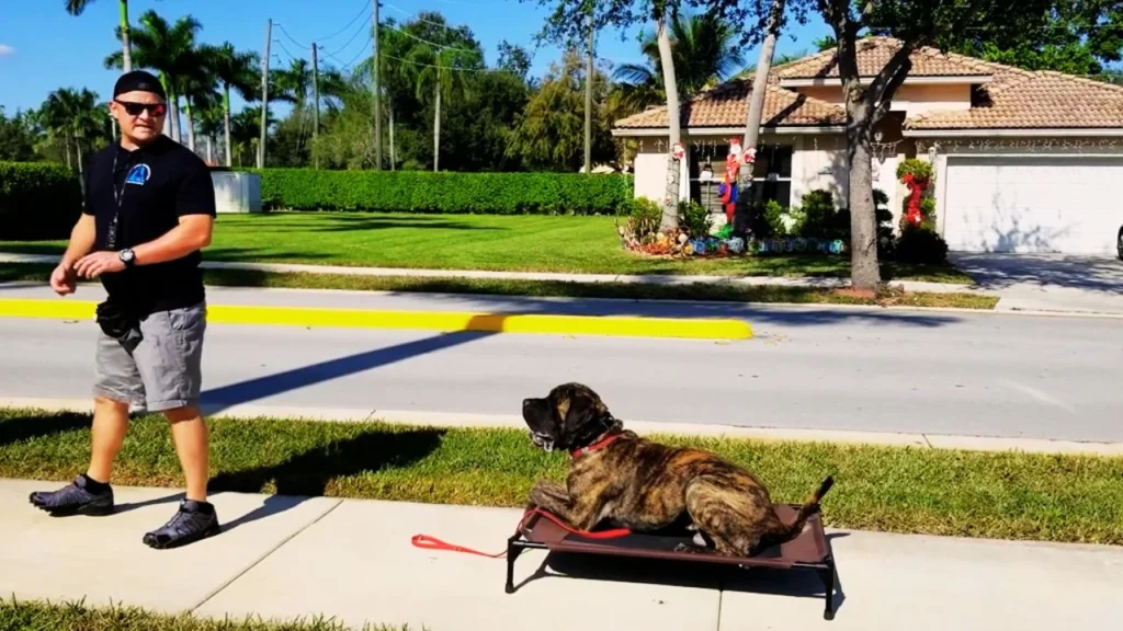 English Mastiff: Stubborn but Loyal