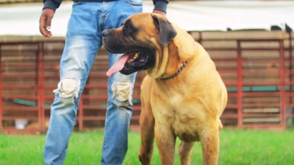 English Mastiff: The Ancient Guardian