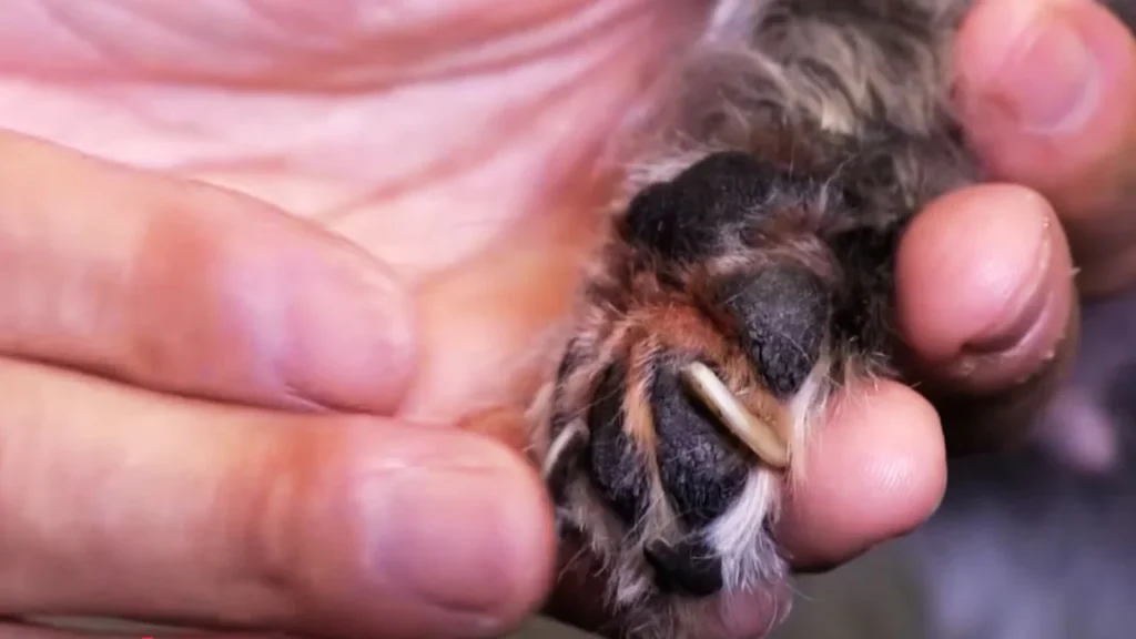 Nails Can Curl Into the Paw Pads