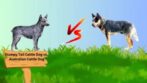 Stumpy Tail Cattle Dog vs. Australian Cattle Dog: Key Differences Explained