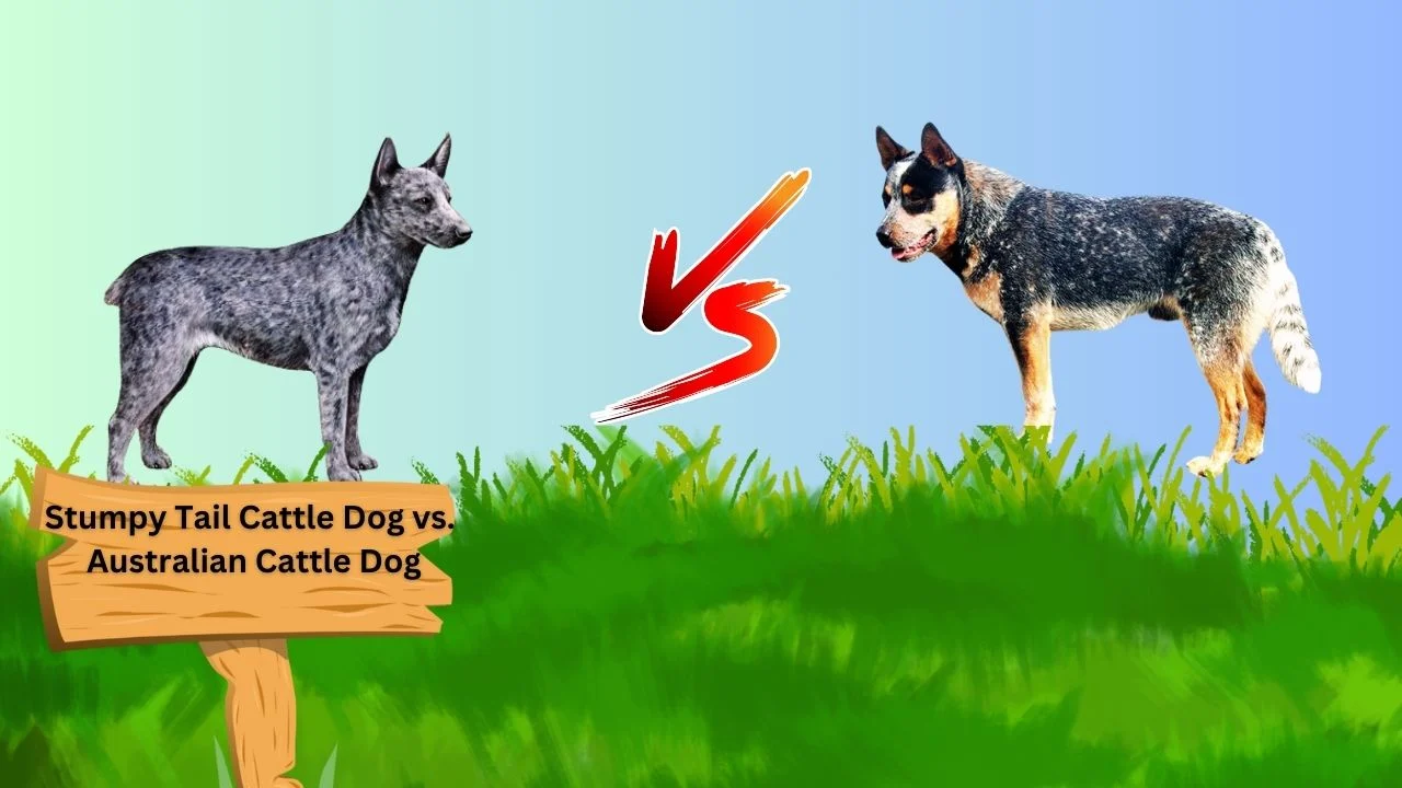 Stumpy Tail Cattle Dog vs. Australian Cattle Dog: Key Differences Explained