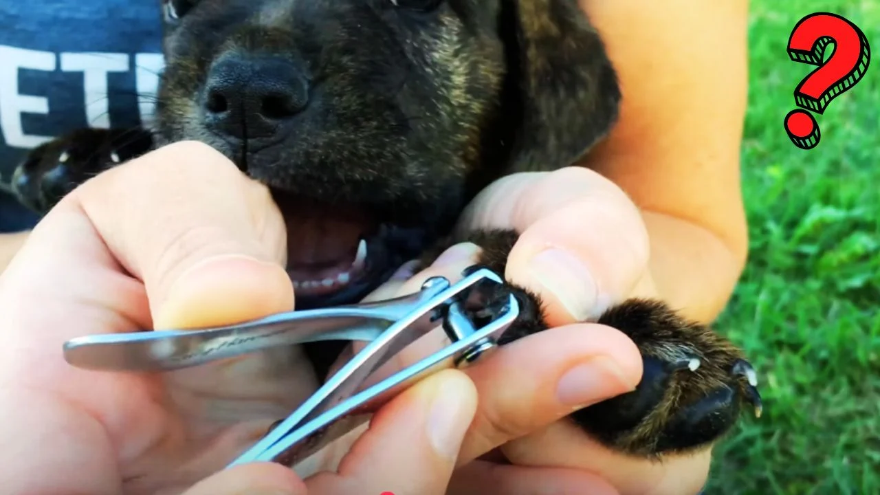 can you cut a dog's nails with human clippers​| Guide 2025