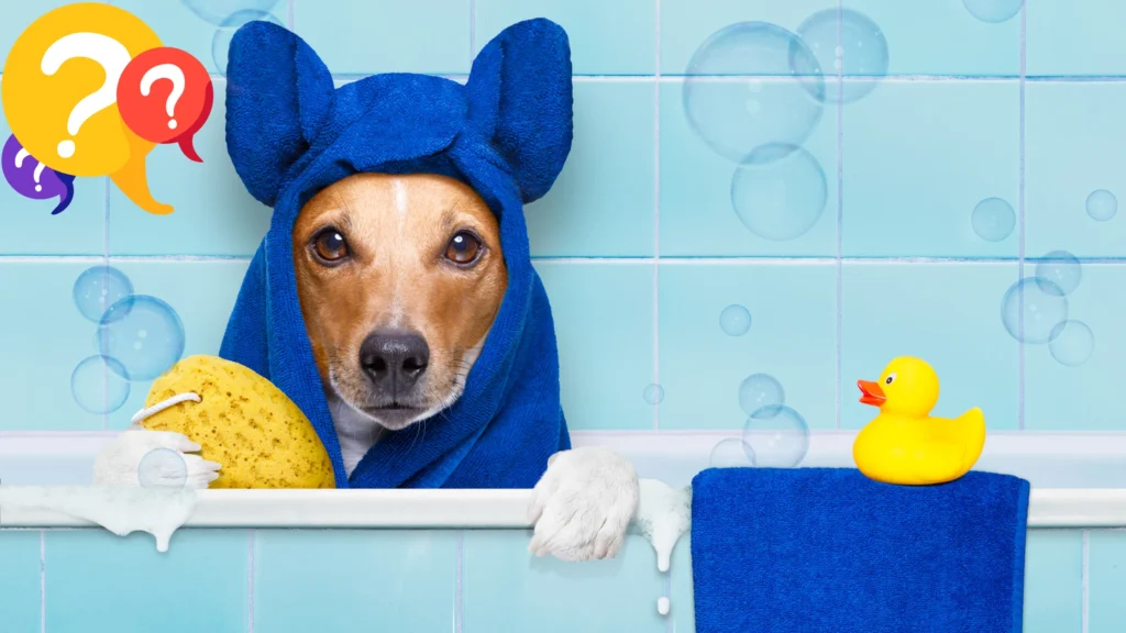 Dog in Bath with Towel and Rubber Duck – Flea Shampoo Blog Header Cute dog in a blue towel sitting in a bath with a sponge and rubber duck — What is the best flea shampoo for dogs?