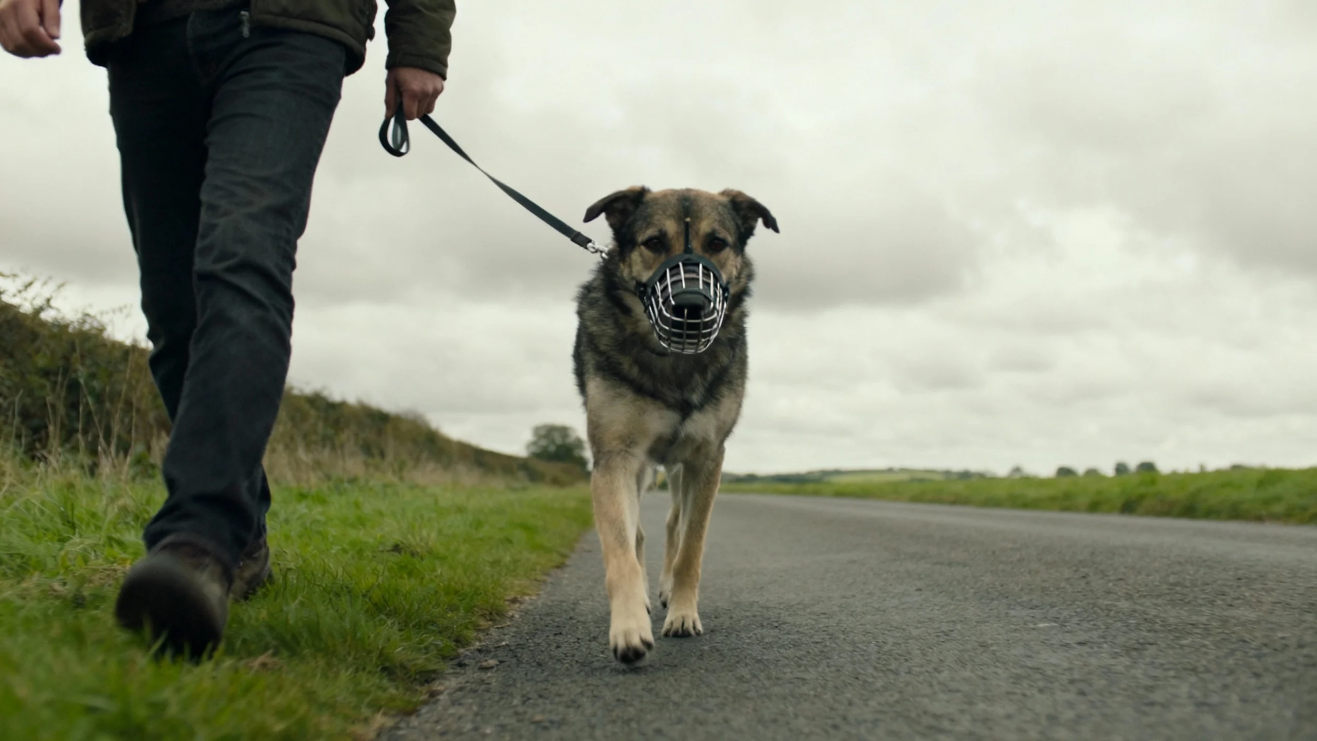 muzzled dog walking on a lead with its owner in the UK countryside