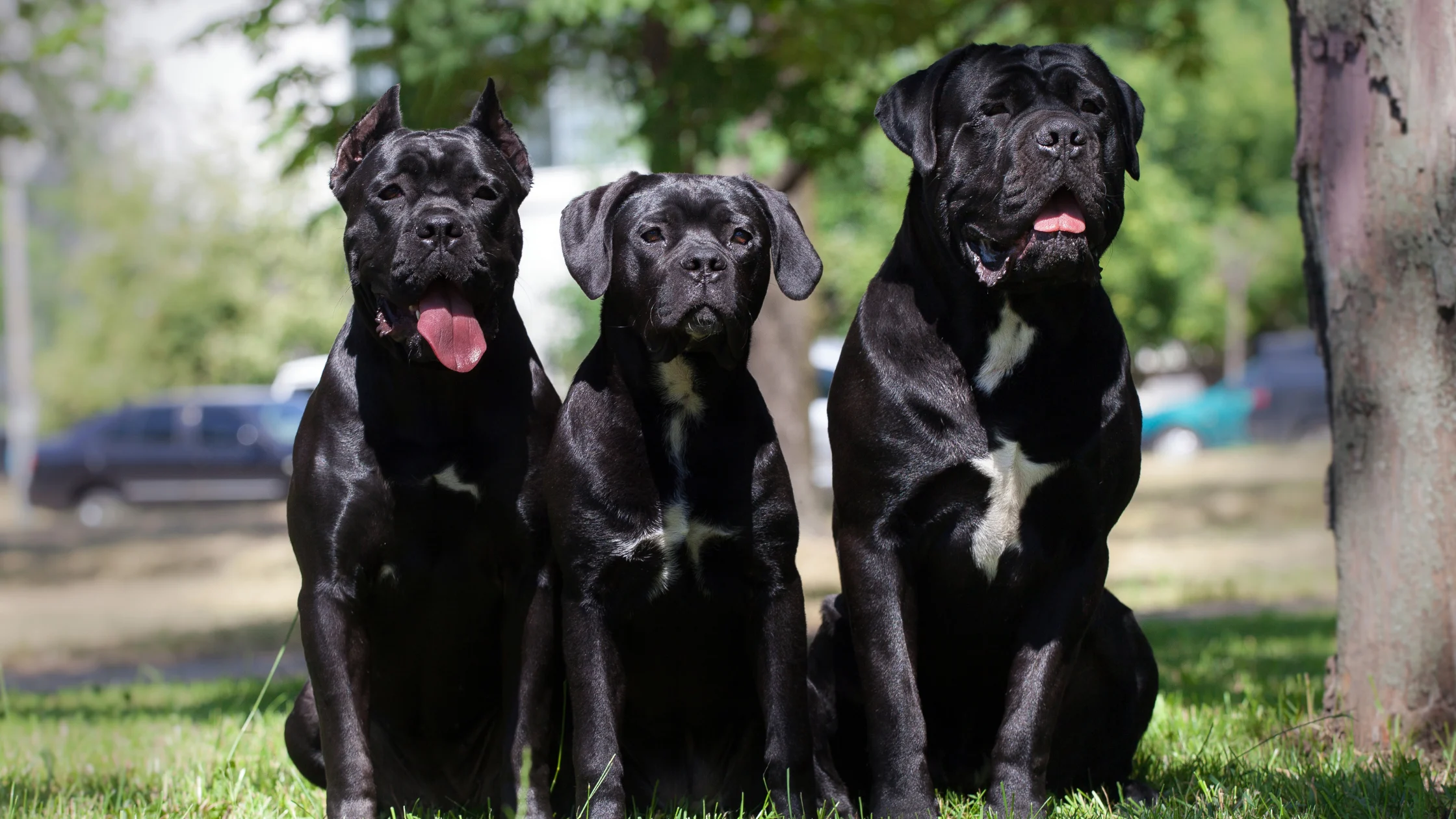 What Influences a Cane Corso’s Size and Growth