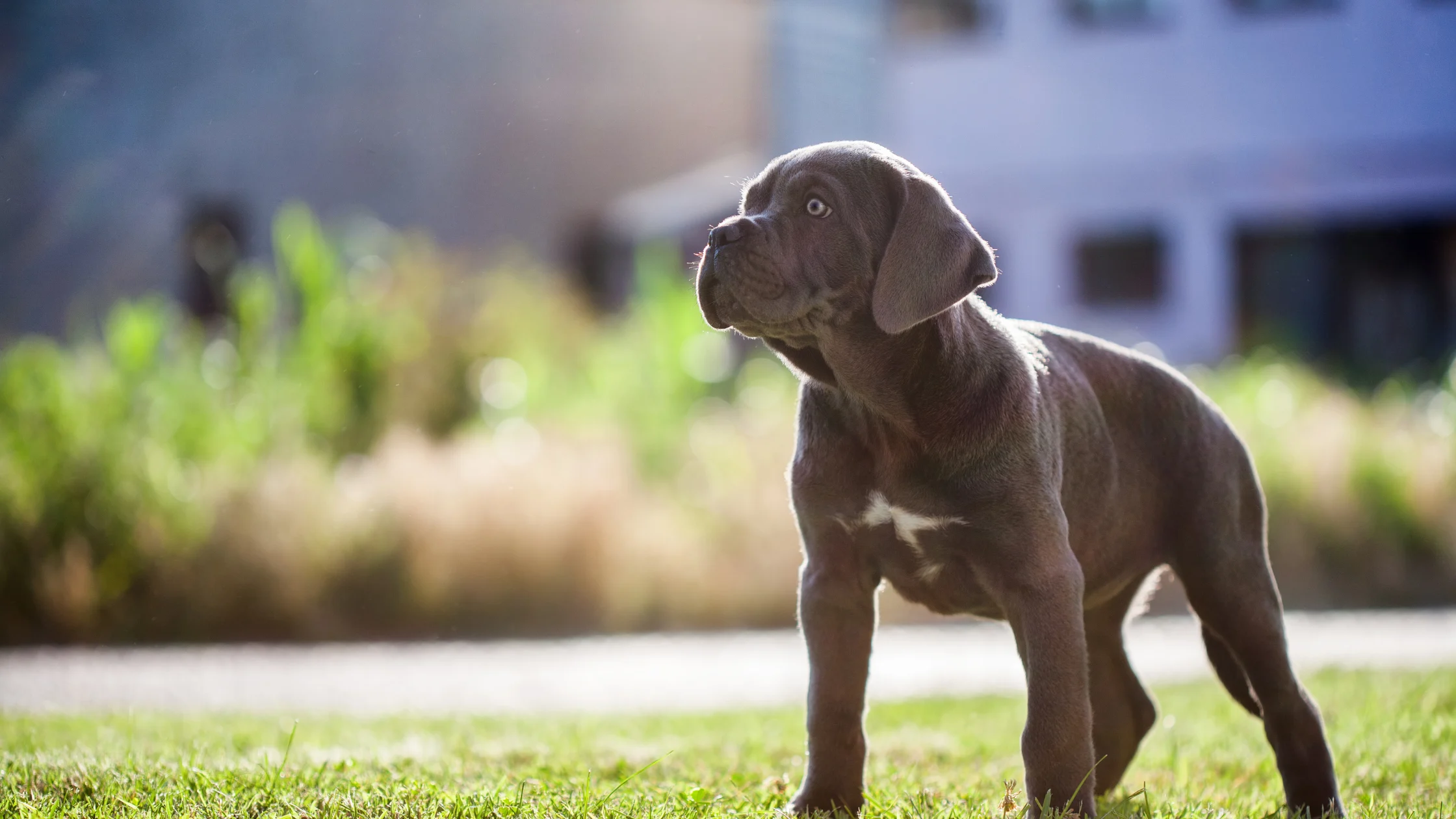Cane Corso size and weight puppy stage outdoor photo