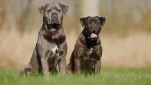 Cane Corso size and weight comparison showing two adult dogs