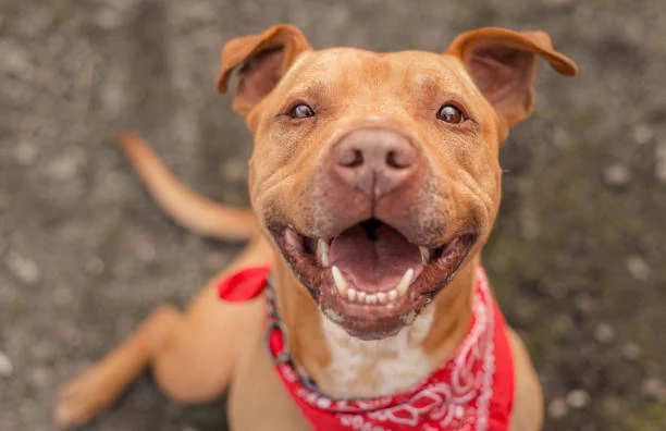 Pitbull Life Expectancy Female: How Long Do Pit Bulls Live?