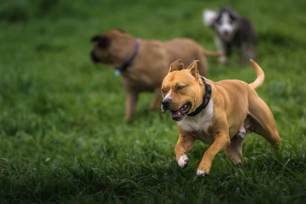 pitbull life expectancy female