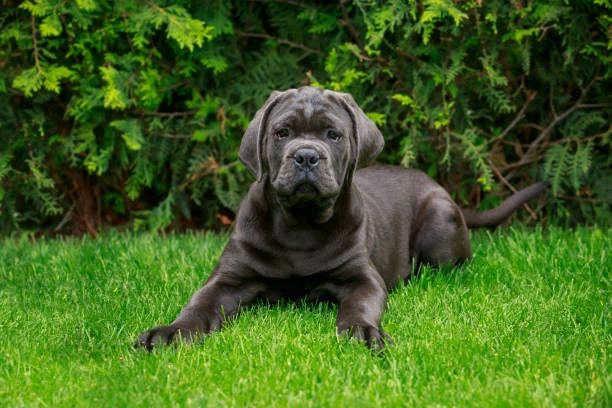 What Influences a Cane Corso’s Size and Growth?