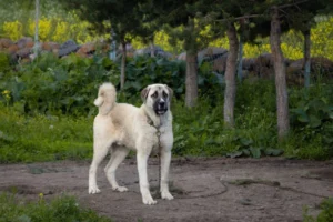 Are Kangal Dogs Aggressive? Temperament and Behavior Explained