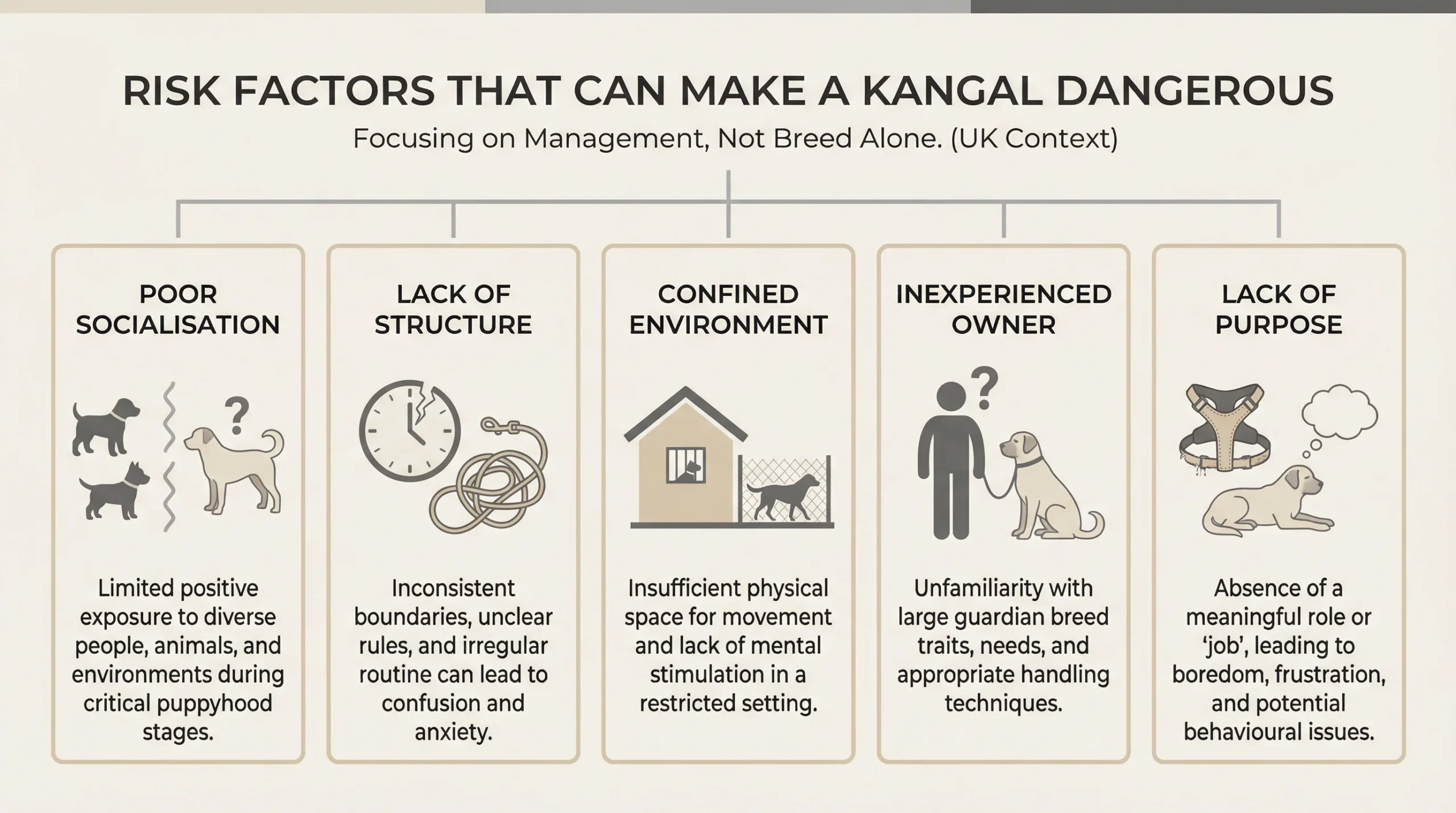 Kangal Shepherd Dog Temperament – Risk Factors That Can Lead to Dangerous Behaviour Kangal Shepherd dog temperament infographic showing risk factors that can make a Kangal dangerous if poorly managed