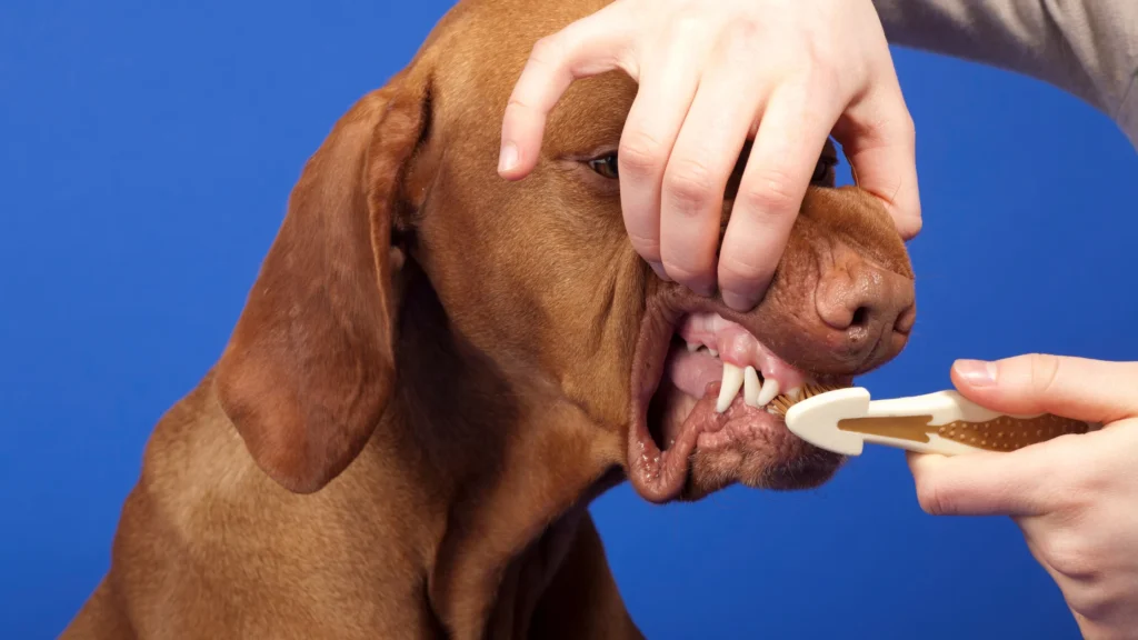 Best dog plaque removers – owner brushing dog’s teeth to remove tartar and improve dental health